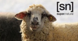 SUPER. NATURAL merinos og fordelene ved en blanding af materialer merinould/polyester